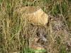 Unknown 32.JPG (809009 bytes)