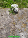 Unknown 19.JPG (748528 bytes)