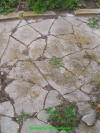 Unknown 5.JPG (593582 bytes)