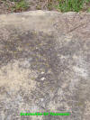 Unknown1.JPG (564464 bytes)